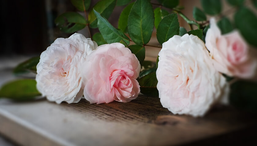 ��MAC�ɤȿ��Ǥ��졢�в�ѻ��档�ɤ���µ��� �ʹԤ���Ȥɤ��ʤ롩